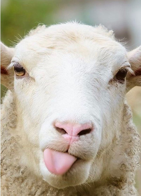 голова овцы