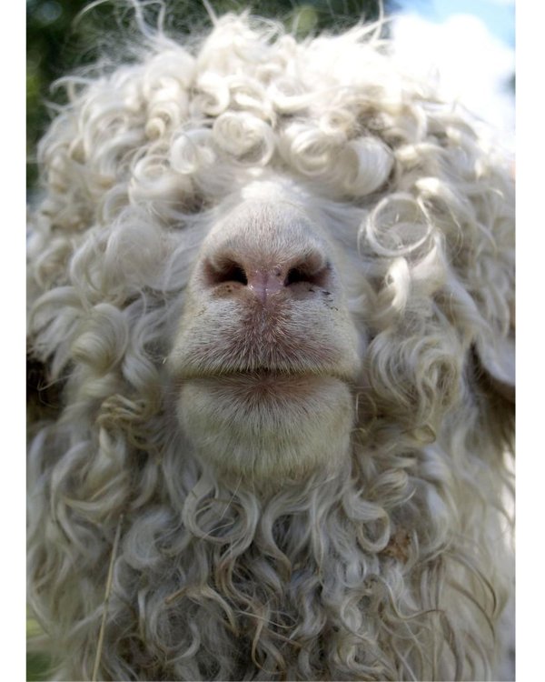 ангорская коза