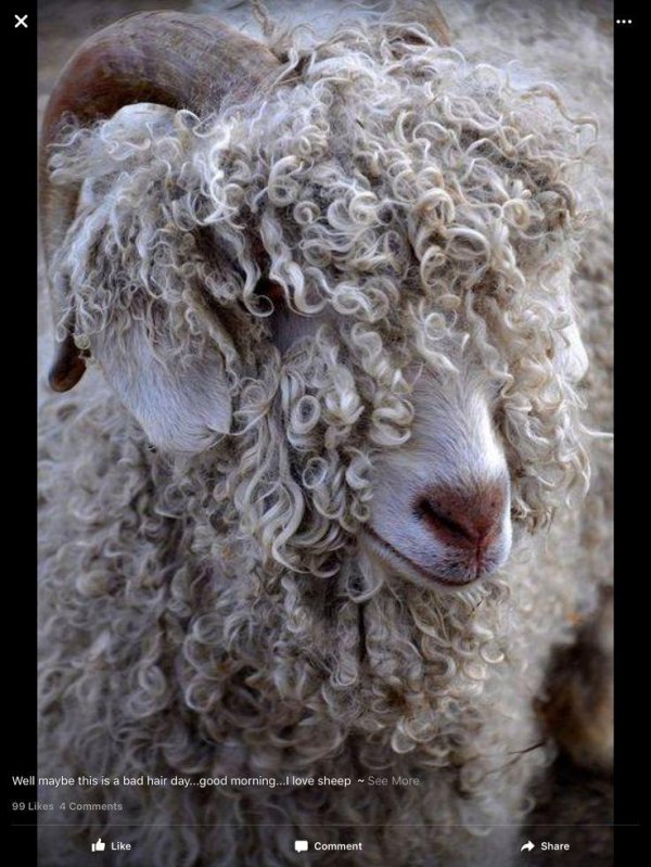 ангорская коза