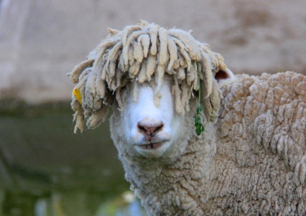 порода овец линкольн