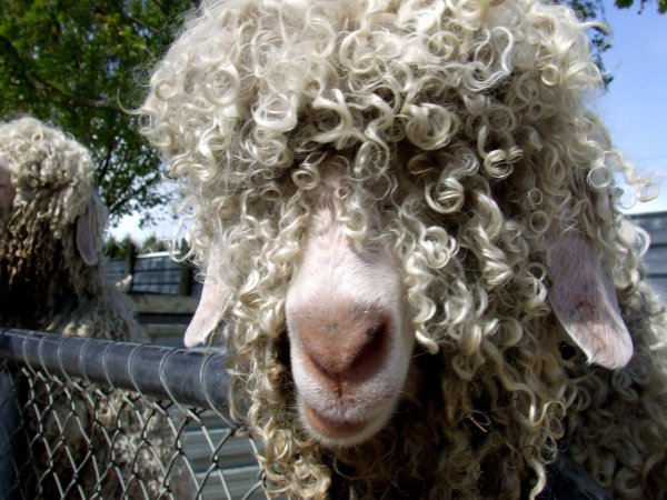 прическа барашек