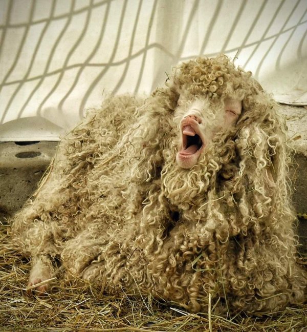 кудрявая овечка