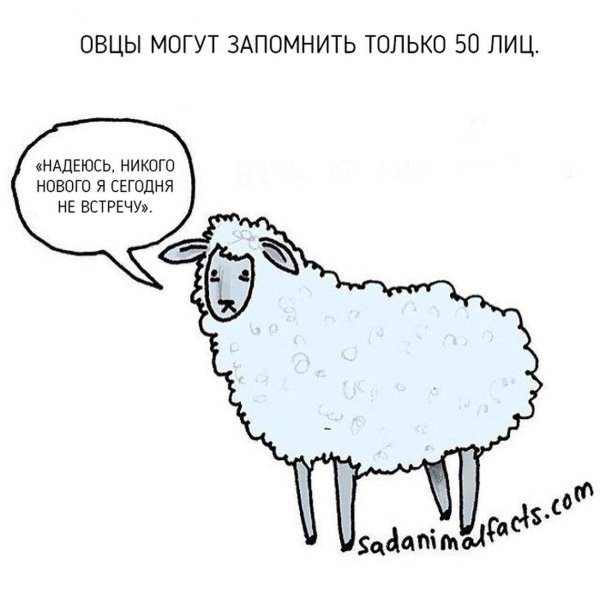 рисунок овцы