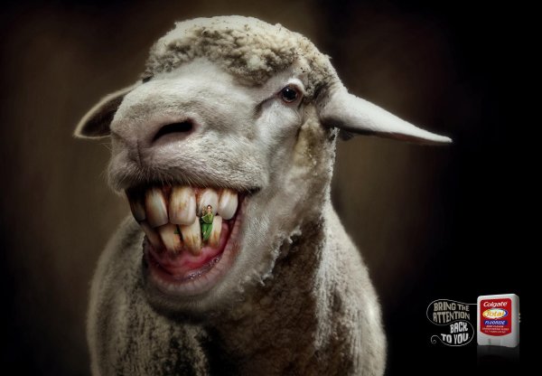 зубы барана