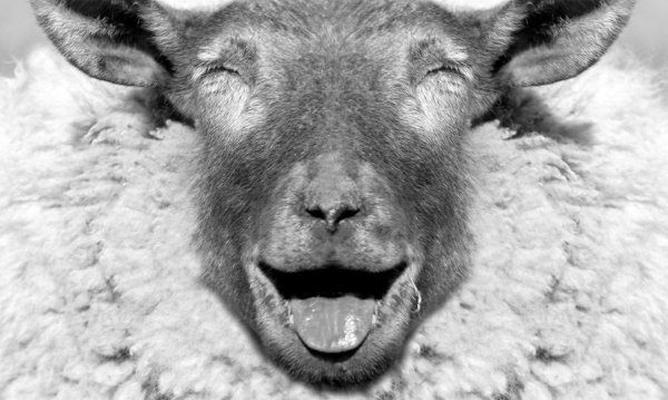 морда барана