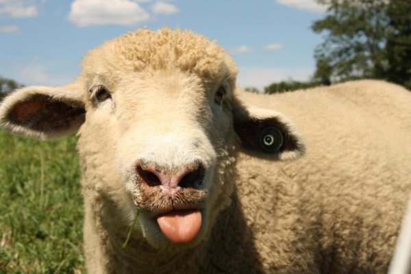 барашек смешной