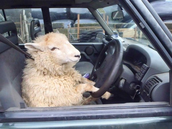 машина с бараном