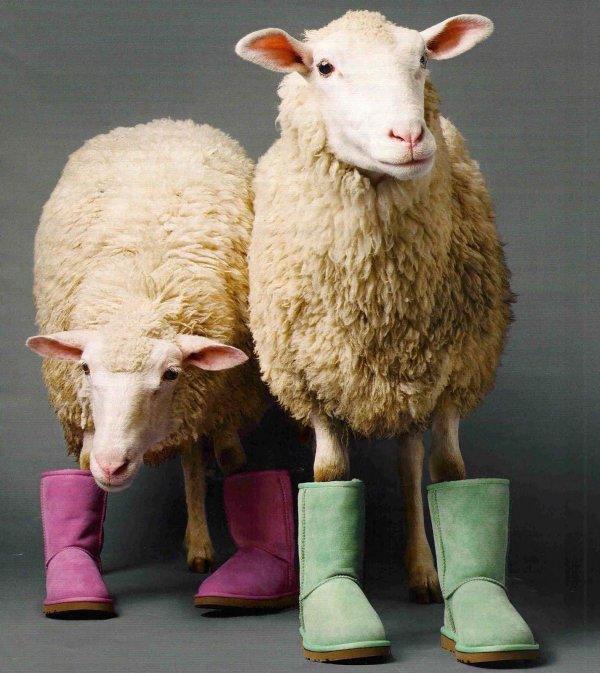 долли овечка