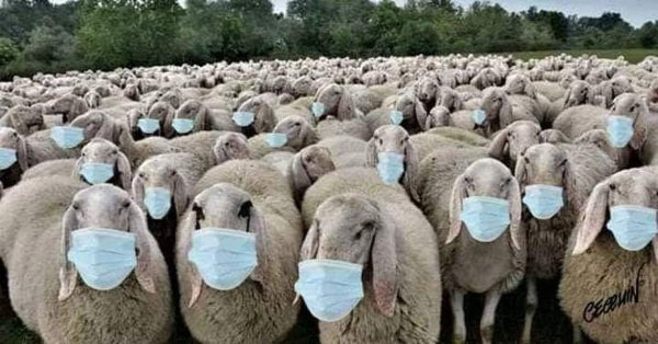 стада баранов