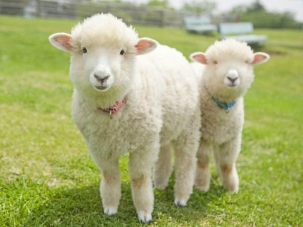 красивая овечка