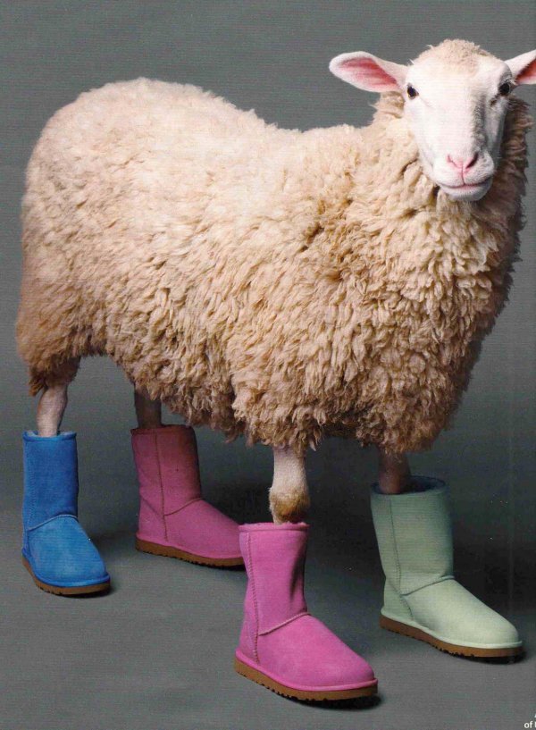 меринос порода овец