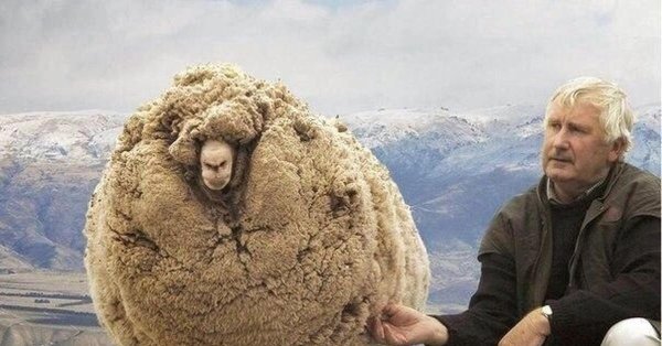 меринос порода овец