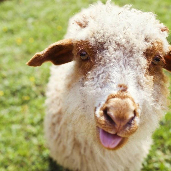 морда овечки