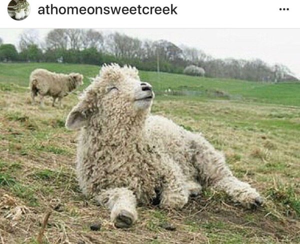 кудрявая барашка