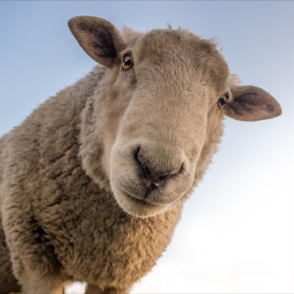 морда барана