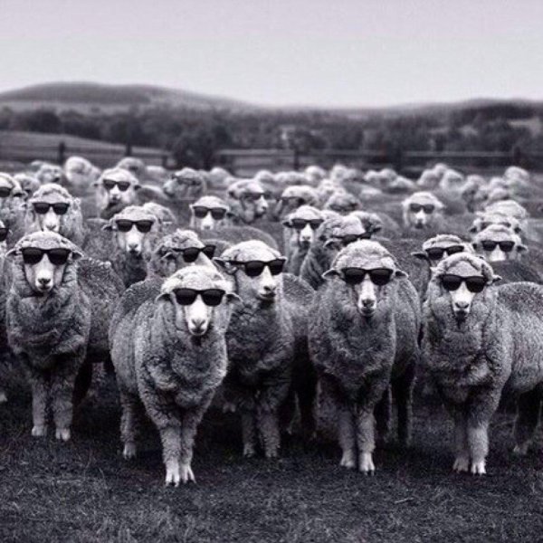 стадо людей