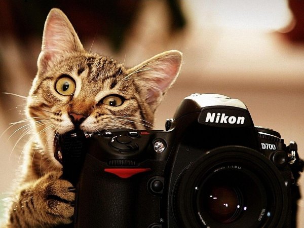 смешные коты