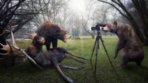 фотографы убегают от медведя