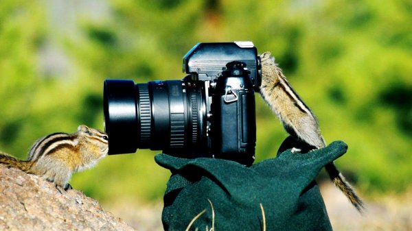 бурундуки с фотоаппаратами