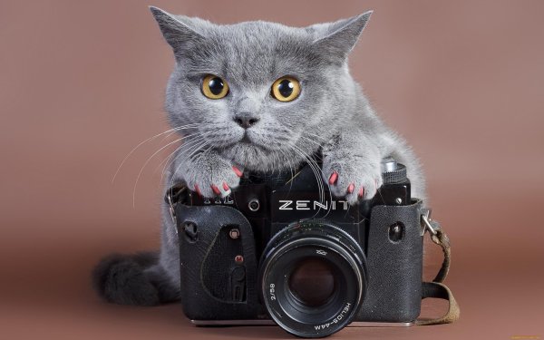 кошка с фотоаппаратом