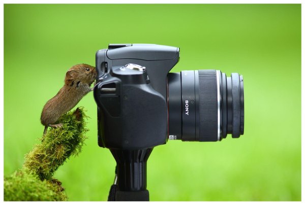 фотоаппарат для фотоохоты