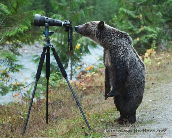 медведи гризли