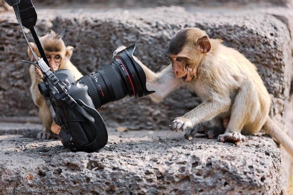 обезьянка с фотоаппаратом