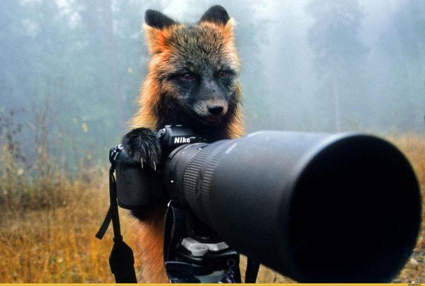 сергей горшков фотограф дикой природы