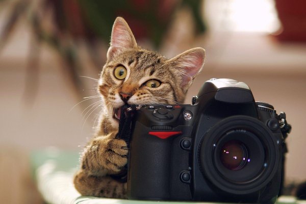 день фотографа