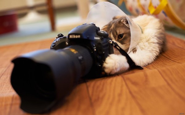 фотоаппарат кошечка