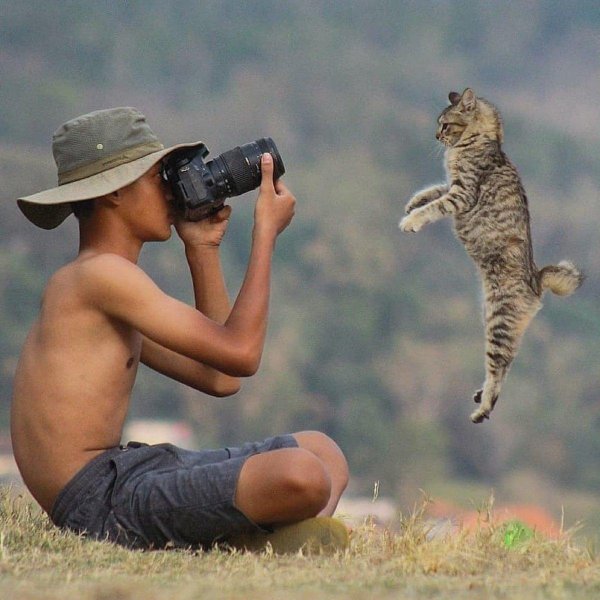 кошка в полете