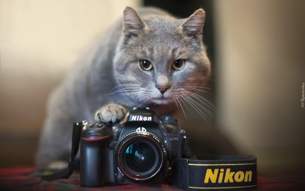 кошка с фотоаппаратом