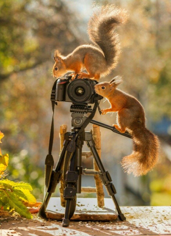 фотограф герт вегген белка