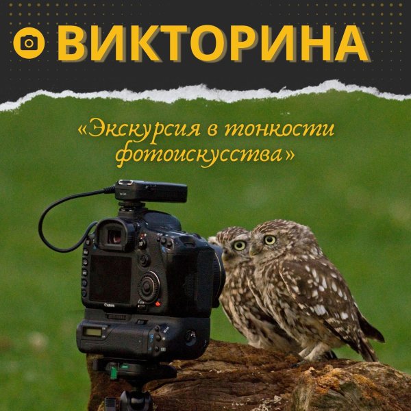 камера сова