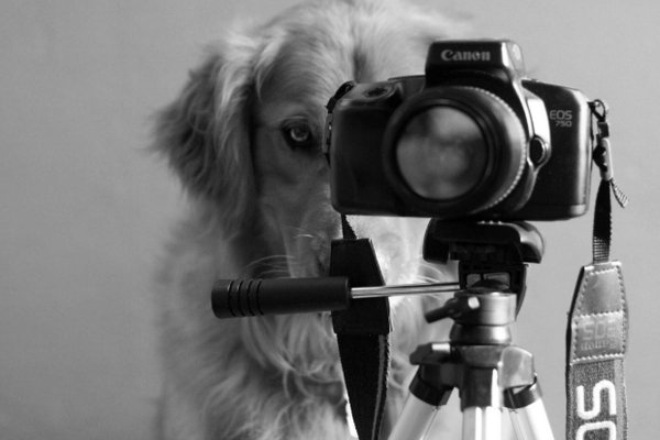 golden retriever dog