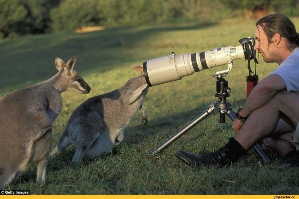 фотографирует животных