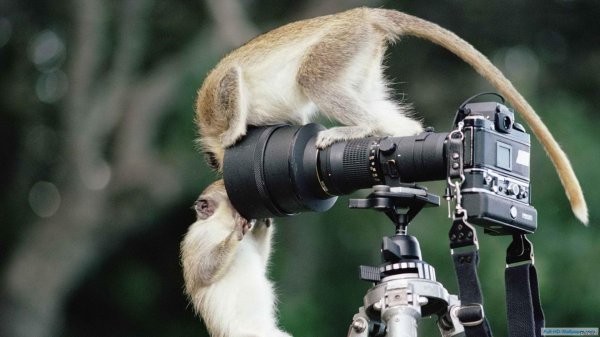с днем фотографа