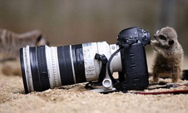 смешные фотографии животных