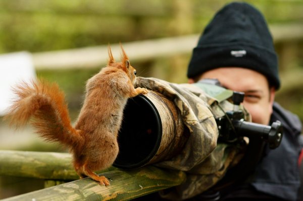 фотоохота на животных