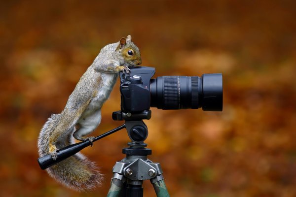 белочка с фотоаппаратом