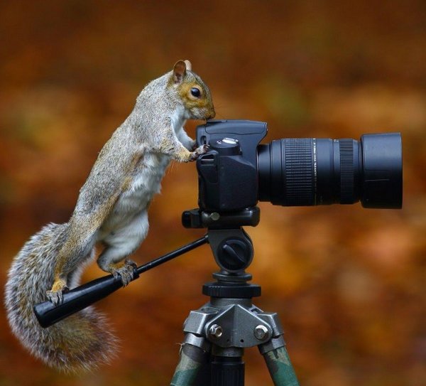белочка с фотоаппаратом