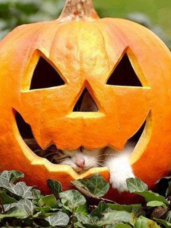 тыква смешная