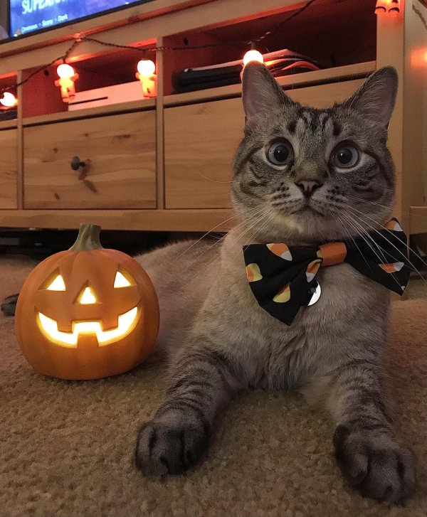 хэллоуин коты