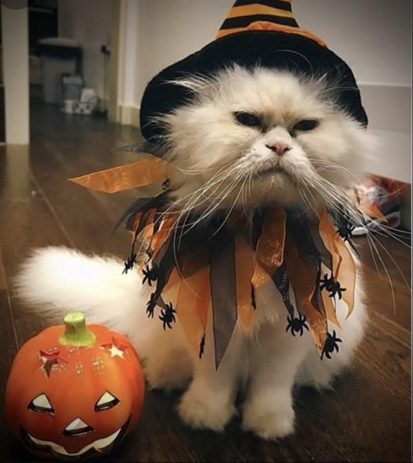 хэллоуинские котики