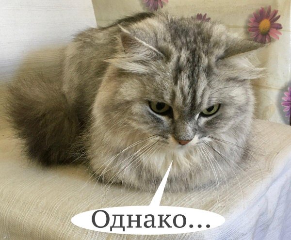 котики обормотики