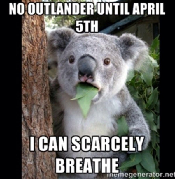 животное коала