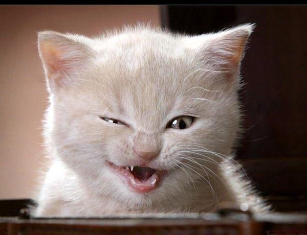 хитрая кошка