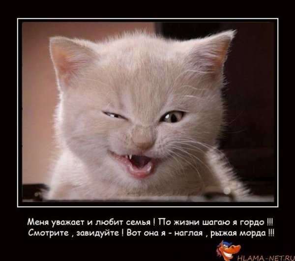 смешной котенок