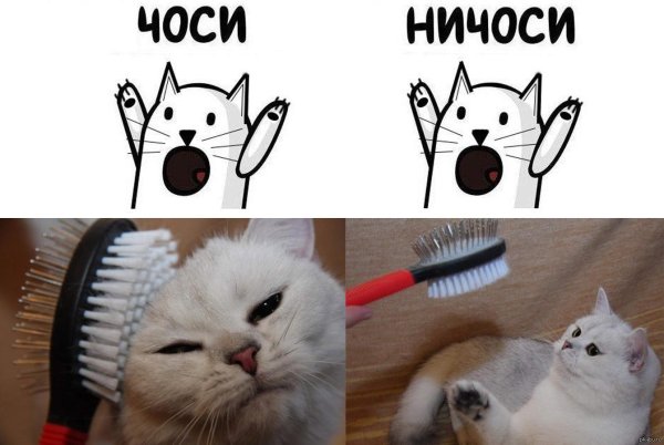 как ухаживать за кошкой