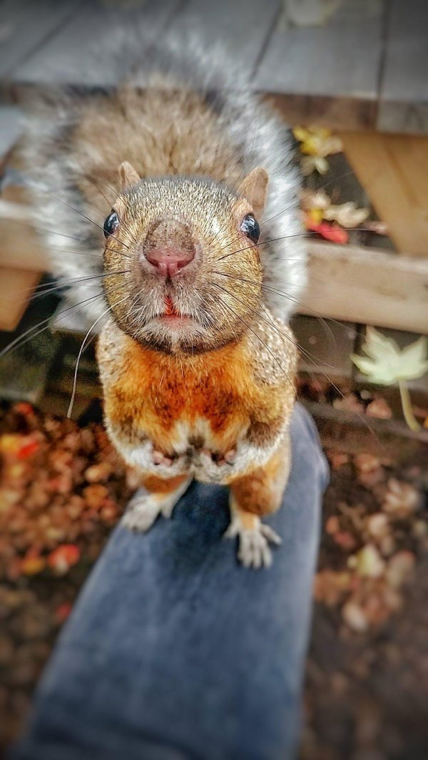 удивлённая белка